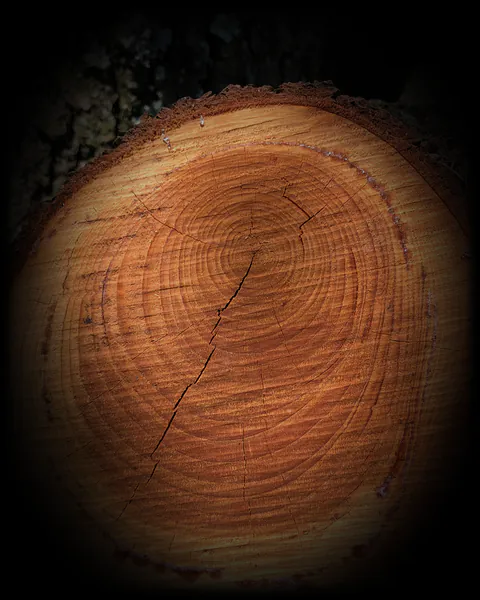 Atlas cedar, fresh cut