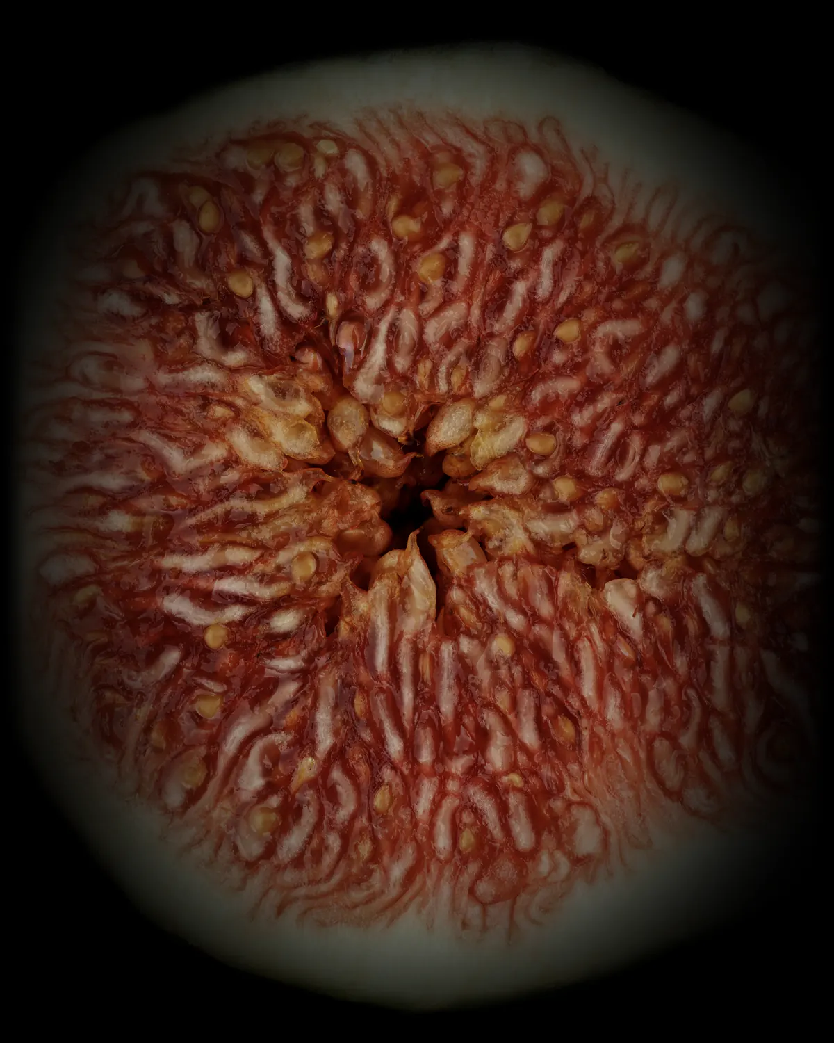 Fig, cut open