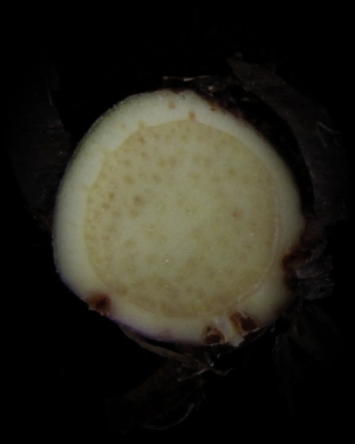 Iris rhizome, cut