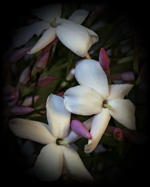 Jasmine, in bud