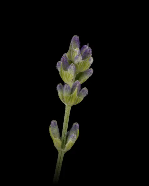 Lavender, a single stem