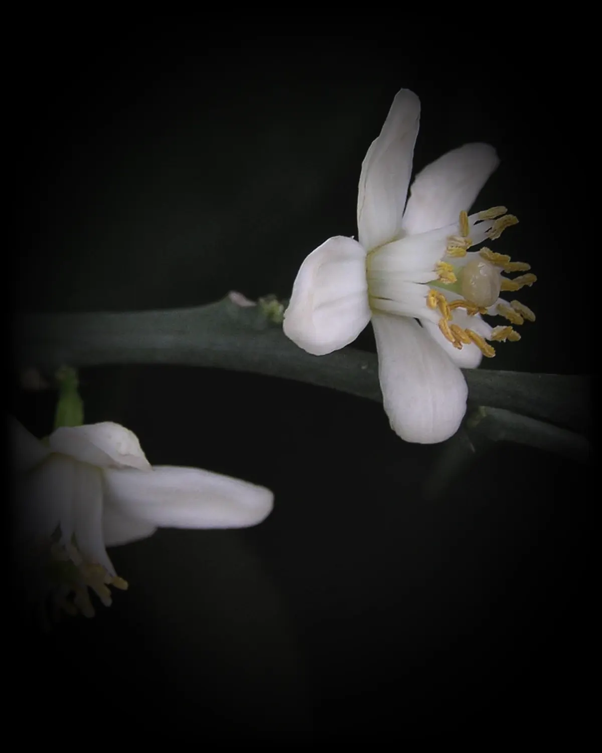 Bitter orange blossom