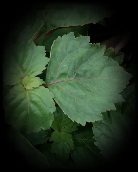 Patchouli leaves