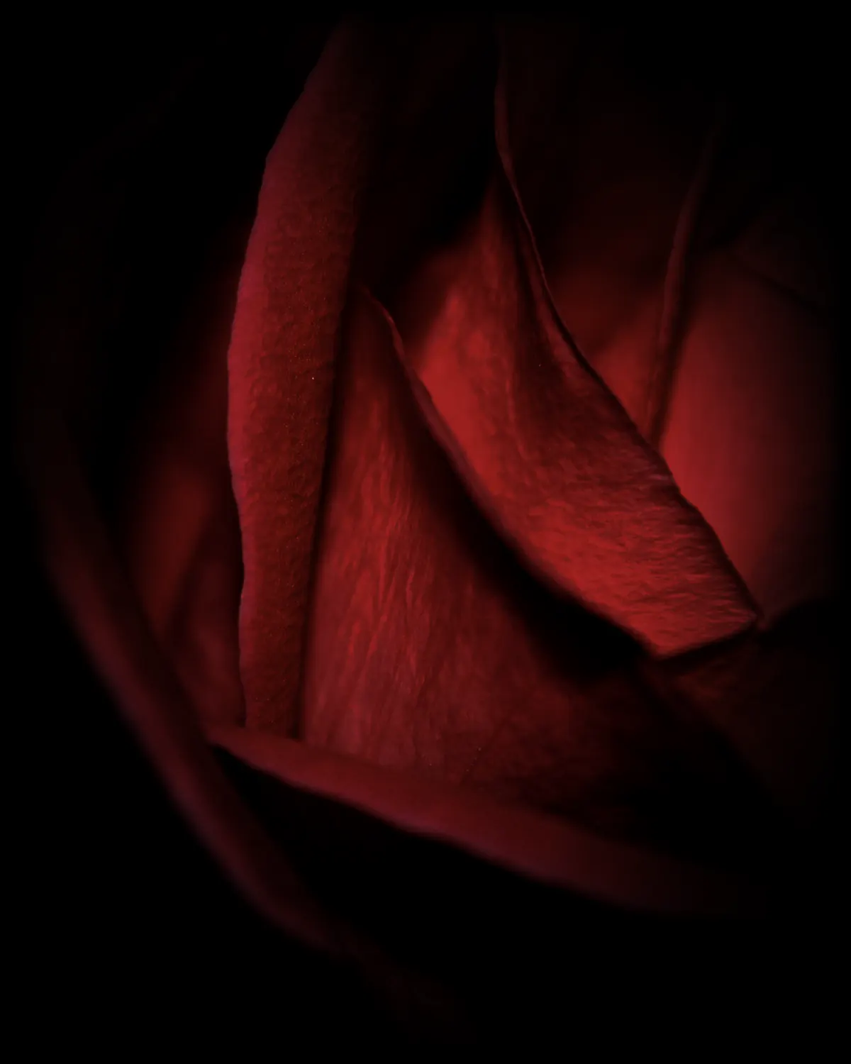 Red rose, at midnight
